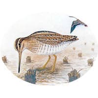 タシギ