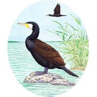 カワウ