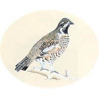 エゾライチョウ