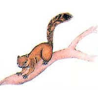 タイワンリス