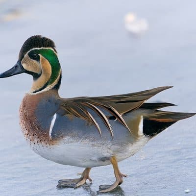 トモエガモ