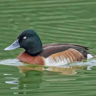 アカハジロ