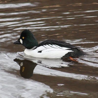 ホオジロガモ