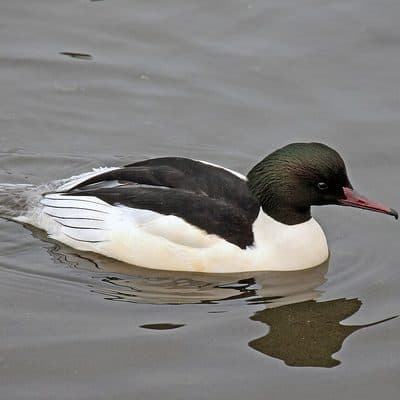 カワアイサ