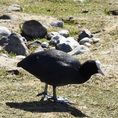 オオバン