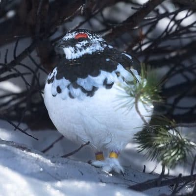 ライチョウ