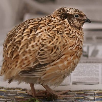 ウズラ